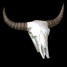 Cow Skull